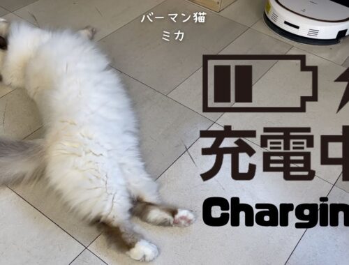 バーマン猫ミカ【充電中】Charging（バーマン猫）Birman/Cat