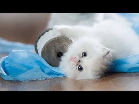 Cute Kitten Time