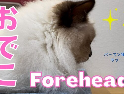 横顔がかわいいバーマン猫【おでこ】Forehead（バーマン猫）Birman/Cat