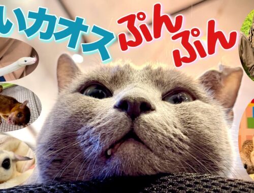 ロシアンブルー | 猫は飼い主と他動物のふれ合いを察知する？~いけもふ [Russian Blue cat Kotetsu] Can cats sense about owners cheating?