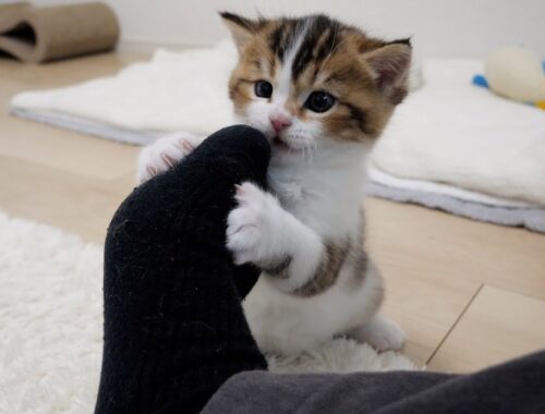 Kitten Nico loves to gnaw on his owner's feet!