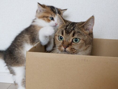 Amazing action taken by kitten Nico who was not allowed in the cardboard box.