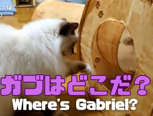 バーマン猫ラフとガブ【ガブはどこだ？】Where's Gabriel?（バーマン猫）Birman/Cat