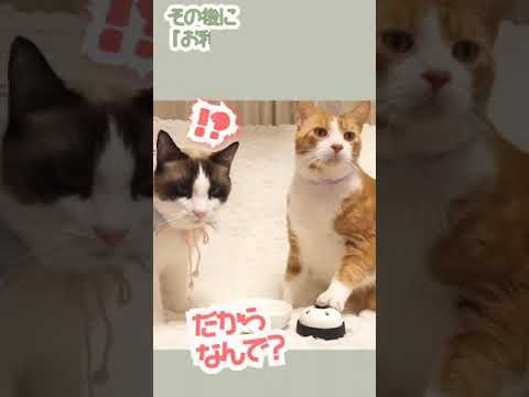 ベル鳴らし中に密談する2匹の猫 #shorts #大事な話がある Important information for cats