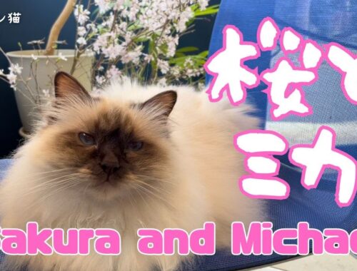 バーマン猫ミカ【桜とミカ】Sakura and Michael（バーマン猫）Birman/Cat
