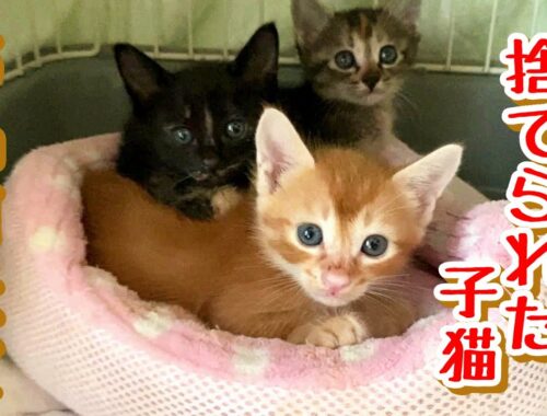 【子猫 保護】線路脇に捨てられていた子猫３匹お名前決定！