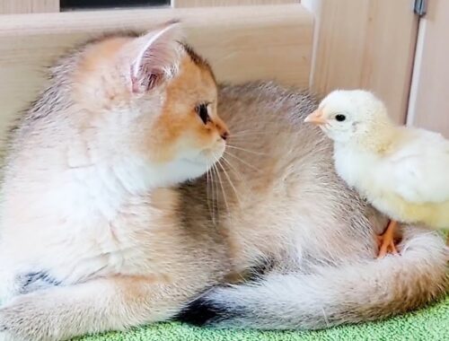The most tender moments in the life of kittens and chicks. Collection.