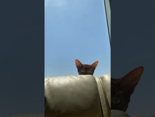 まぼろし！？#猫＃こころ#アビシニアン#レッド#cat#abyssinian#red#幻#illusion