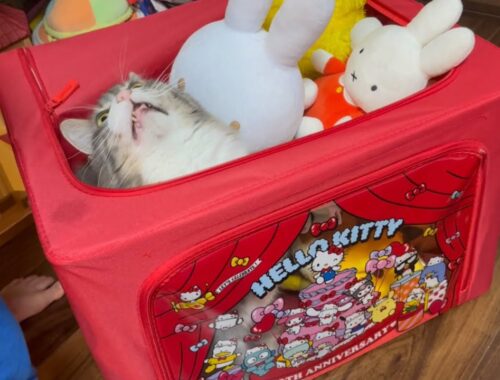 ぬいぐるみに紛れる猫　ノルウェージャンフォレストキャット　Cat hiding in a stuffed animal