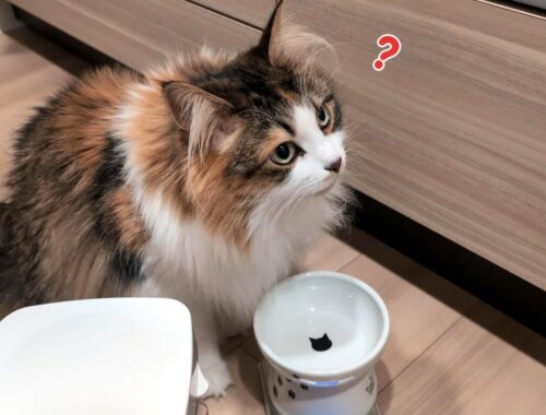 猫のご飯の用意を途中で止めたらこうなった【サイベリアン】Siberian cat when interrupted in the middle of preparing cat food.