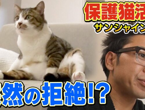 【サンシャイン池崎】新入り保護猫の佐吉がスランプになりました。。。【ねこおじさん】