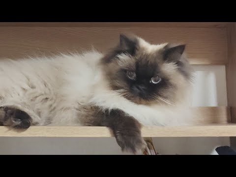 【ヒマラヤン】虫を発見した猫の行動