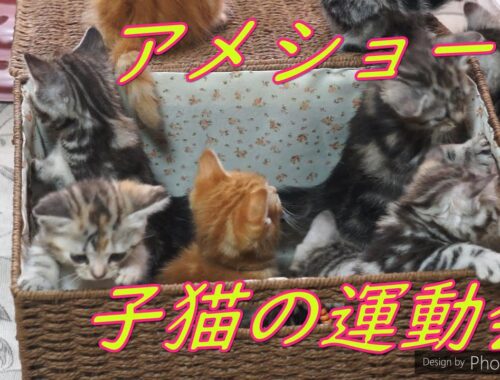 アメショー子猫の運動会