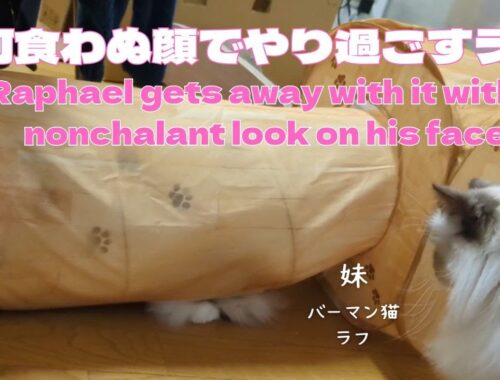 バーマン猫【何食わぬ顔でやり過ごすラフ】Raphael gets away with it with a nonchalant look on his face（バーマン猫）Birman/Cat