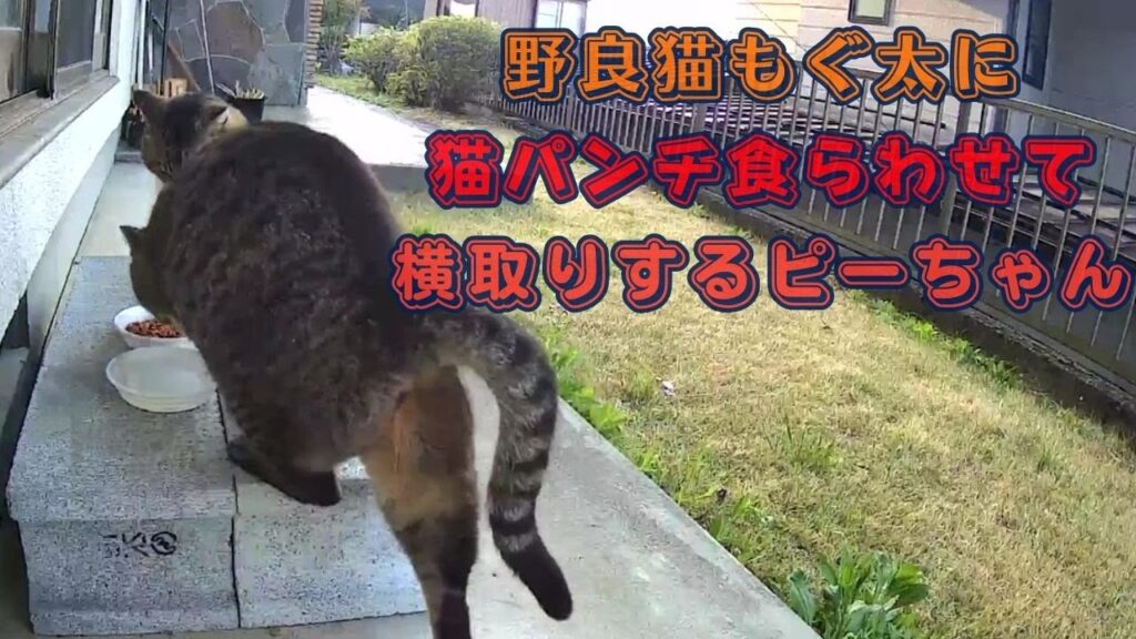 野良猫もぐ太に猫パンチ食らわせて横取りするピーちゃん 野良猫もぐ太に猫パンチ食らわせて横取りするピーちゃん