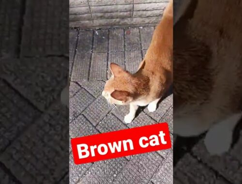 The Brown Cat walk a way in Market