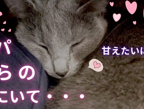 【猫ロシアンブルー】激甘なそらちゃん可愛いヨォ〜❤️