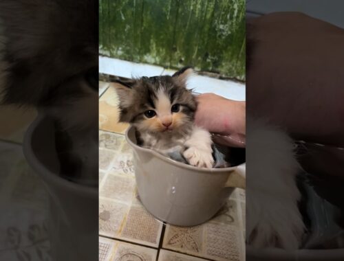 Anak kucing meong meong mandi lucu banget 😍 #kucing #kucinglucu #kitten #catlover