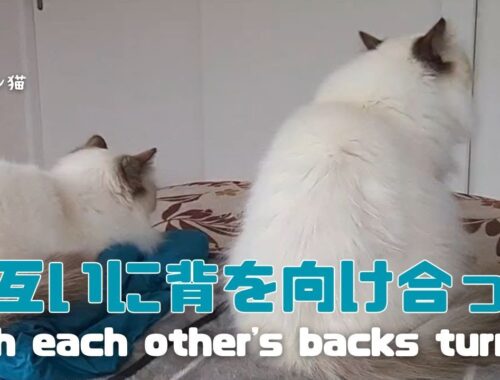バーマン猫ミカとラフとガブとウリ【お互いに背を向け合って】With each other's backs turned（バーマン猫）Birman/Cat