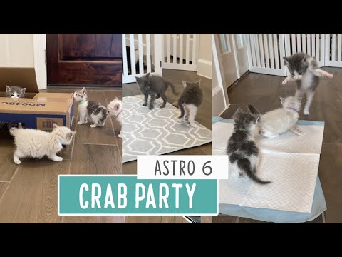 Kittens Meet Kittens -- Crab Party