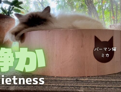 バーマン猫ミカ【静か】Quietness（バーマン猫）Birman/Cat