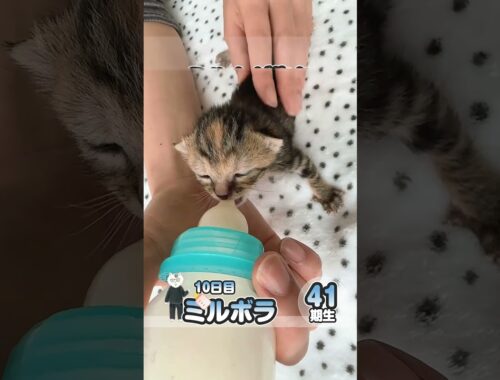 子猫 哺乳瓶でミルク ちょっと開いた目をあけて飲む 【保護猫生活10日目】 #kitten #かわいい子猫を毎日紹介しています #子猫のミルボラ #保護猫 #子猫 #猫好きさんと繋がりたい