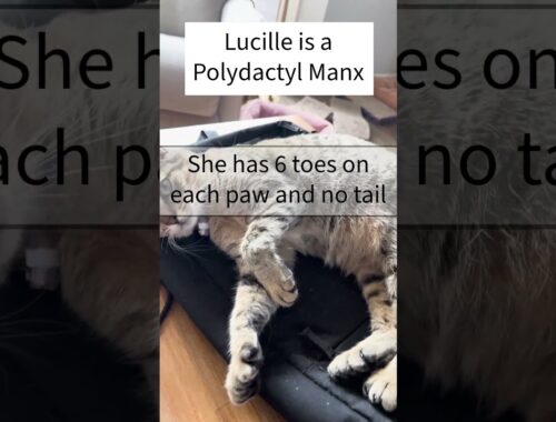 My kitty, Lucille, is a Polydactyl Manx Cat