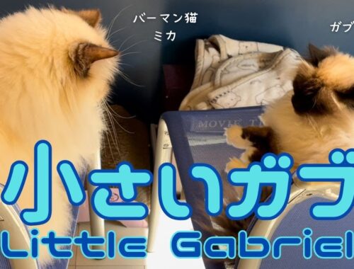 バーマン猫ミカとガブとラフ【小さいガブ】Little Gabriel（バーマン猫）Birman/Cat