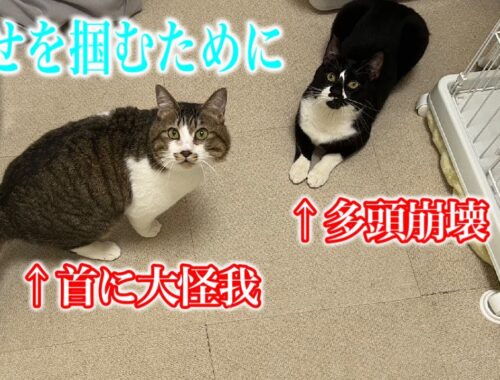 首に大怪我をしていた猫と多頭崩壊出身猫が幸せを掴む為に東京へ