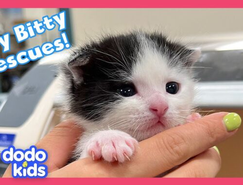 Itty Bitty Puppies and Kittens Need Homes! | Dodo Kids | Rescued!