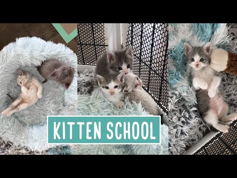 Kitten School -- Lunch and Chill Time