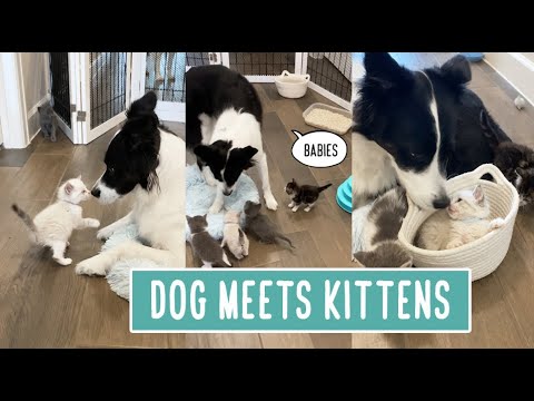 Dog Meets New Kittens