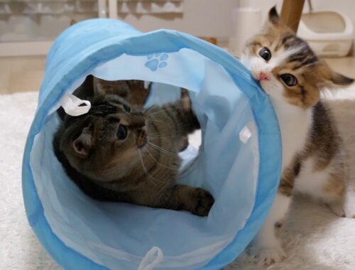 Mother cat Kiki and kitten Nico wrestle fiercely in the cat tunnel!