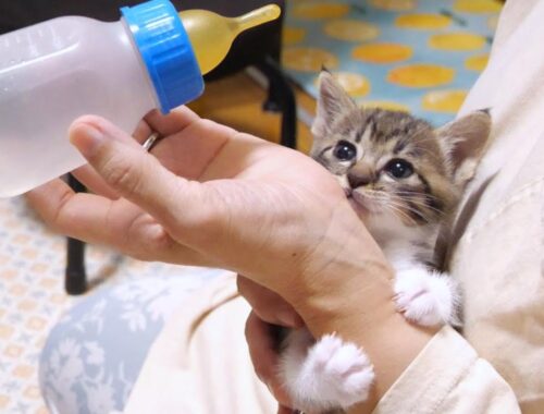 ぴよぴよ鳴く子猫が久しぶりの哺乳瓶にテンションが上がる【赤ちゃん猫　保護猫】