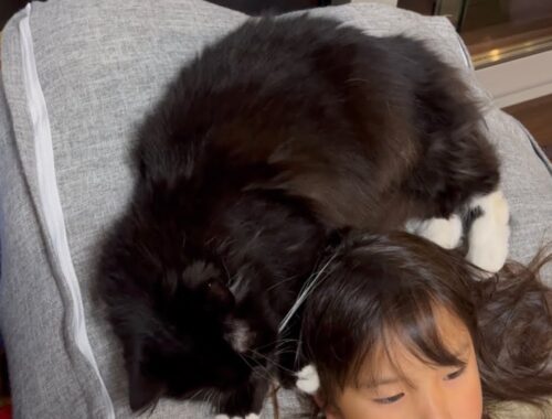 娘の頭に絡みつく猫　ラガマフィン　Cat wrapped around daughter's head