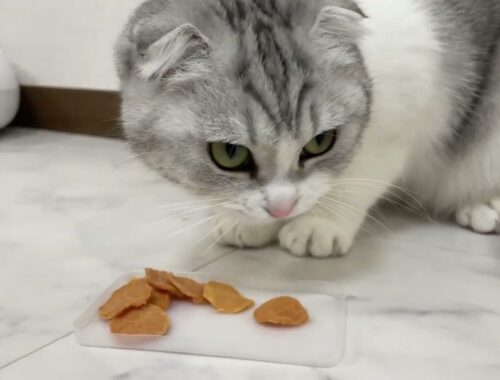 【やみつき】初めてのチップスを食べだしたら止まらなくなる猫ｗ