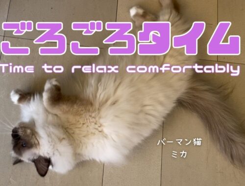 バーマン猫ミカ【ごろごろタイム】Time to relax comfortably （バーマン猫）Birman/Cat