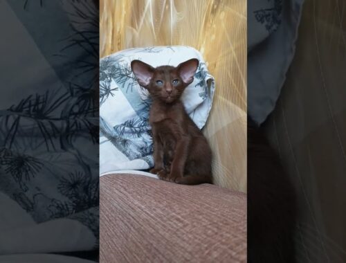 Ориентальный котенок гавана (шоколад) #ориенталы #ориентальныекотята
