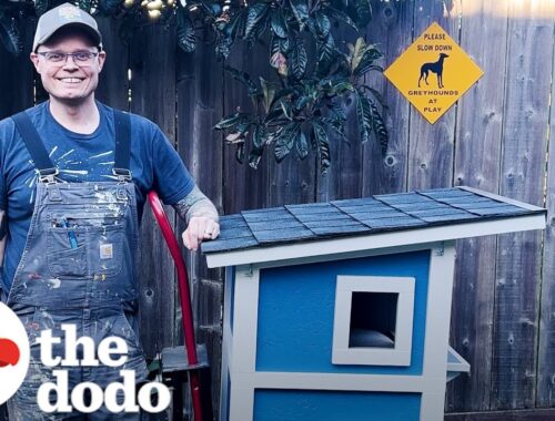 Guy Builds A Tiny House For A Stray Cat In His Yard | The Dodo