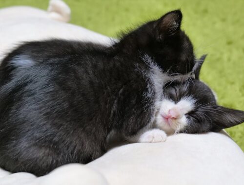 子猫を枕にする子猫🐈🐈【仲良し子猫姉妹の成長記録】