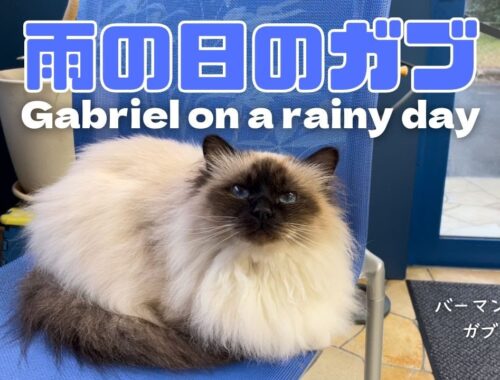 バーマン猫ガブ【雨の日のガブ】Gabriel on a rainy day（バーマン猫）Birman/Cat