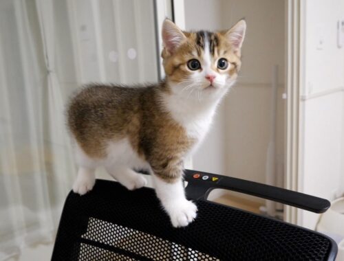 Kitten Nico can finally climb up to the top of owner's work chair!