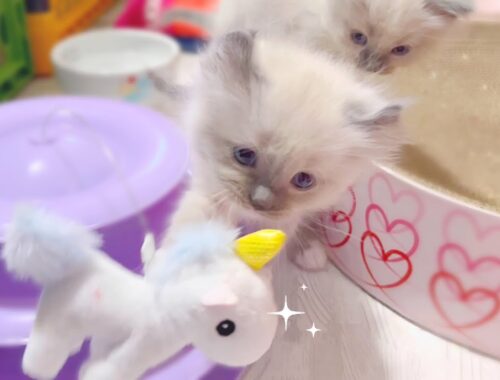 ❄️新しいおもちゃで遊ぶオオヤマネコの子猫達がかわいすぎました🤭【猫 発情期】【ママはラグドール✨パパはオオヤマネコ💪】#猫 #子猫 #ラグドール