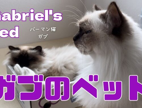 バーマン猫ガブとラフ【ガブのベッド】Gabriel's bed（バーマン猫）Birman/Cat