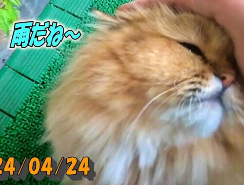 雨のバルコニーで身体が湿ってしまったペルシャ猫のひとみです。Persian cat Hitomi's relaxing days 2023/04/24