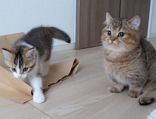 Cat Charo's clever retaliation to the prankster kitten Nico.