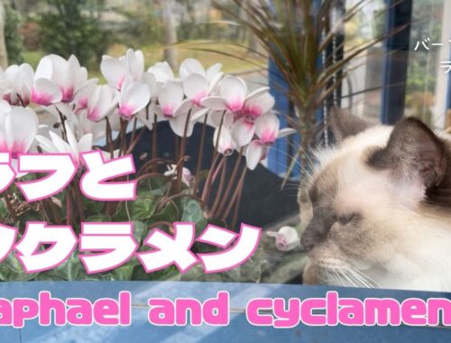 バーマン猫ラフ【ラフとシクラメン】Raphael and cyclamen（バーマン猫）Birman/Cat