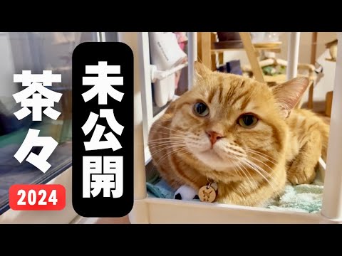 未公開茶々くんGW特別大公開〜！ #猫 #マンチカン