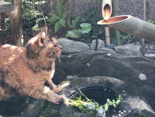「ししおどし」が怖いネコ（でも水を飲みたい！）【猫と日本の庭 Cat and Japanese garden】