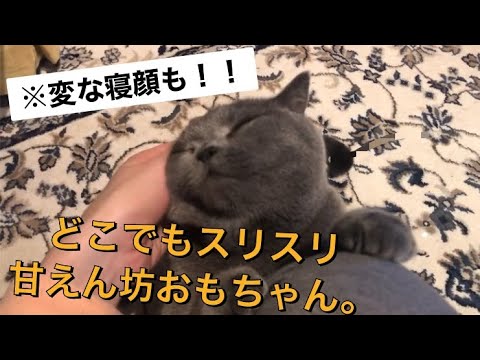 【猫】スリスリ甘えん坊なおもち【ブリティッシュショートヘア】